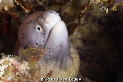 The friendlier side of eels by Peet J Van Eeden 
